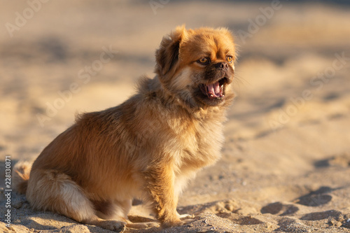 Pawsitively Astonished: A Surprised Small Dog on the Sand
