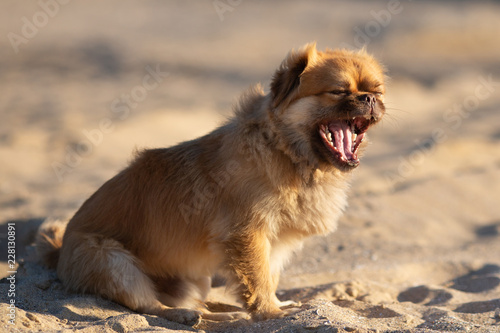 Laughter Unleashed: Funny Dog's Moment on the Beach © Andrii