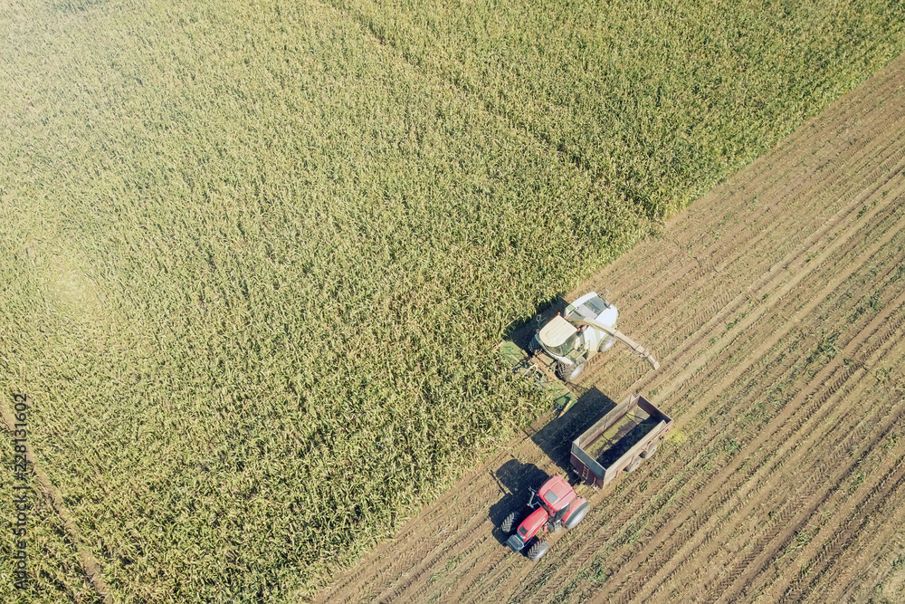 Obraz premium Agriculture cutting silage and filling trailer in field Aerial View