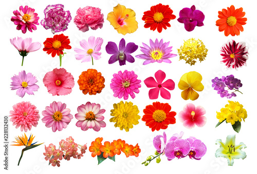 flowers isolated on white background include clipping path