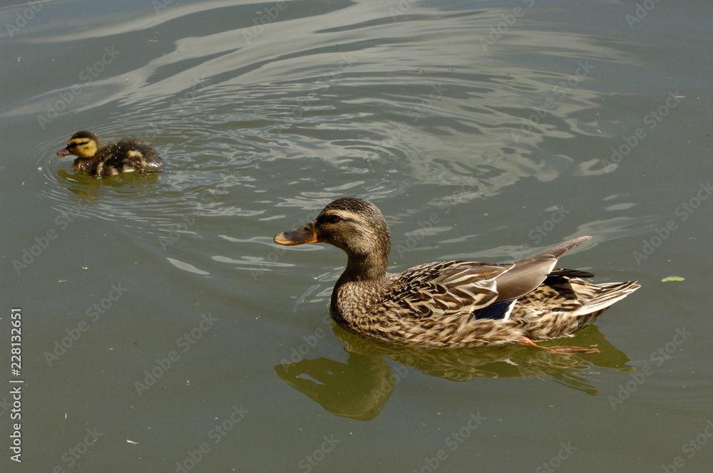 canards canards