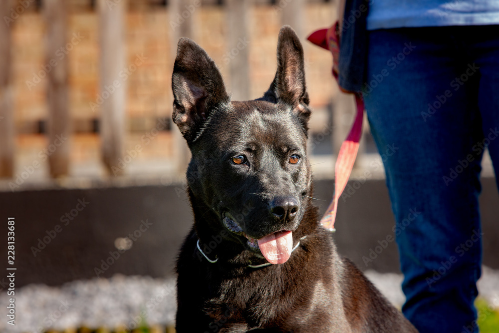 A cross labrador retriever living in an animal shelter in belgium A cross labrador retriever living in an animal shelter in belgium