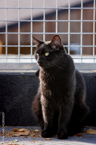 An european cat living in an animal shelter in belgium