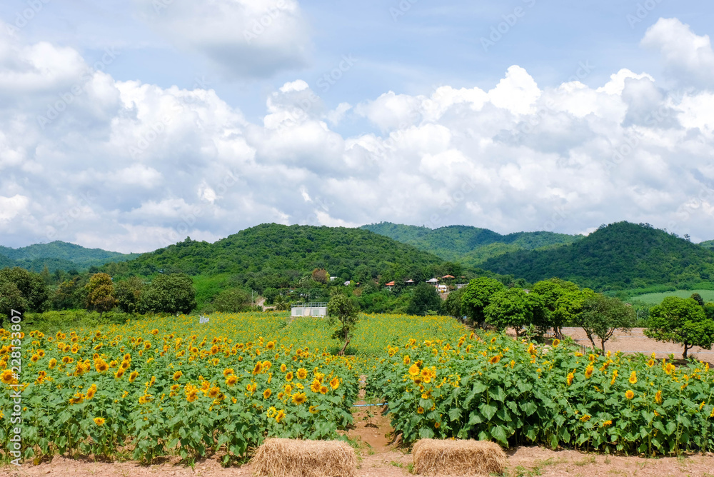 Sunflower field Natural flowers are yellow, green stems. Behind the clouds and mountains.