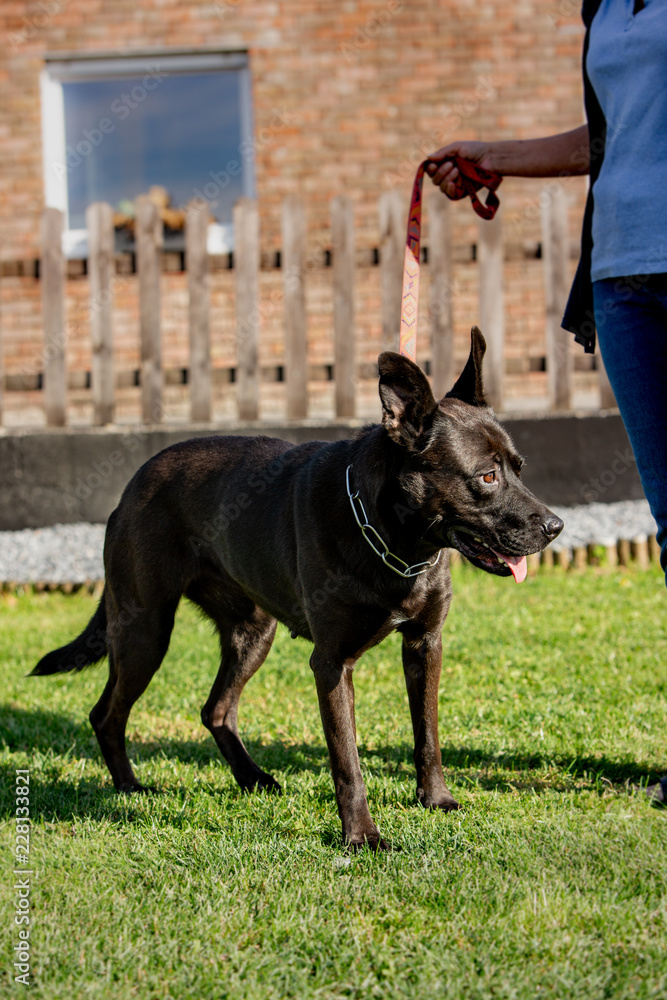 A cross labrador retriever living in an animal shelter in belgium A cross labrador retriever living in an animal shelter in belgium