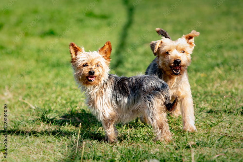 A yorshire dog living in an animal shelter in belgium A yorshire dog living in an animal shelter in belgium
