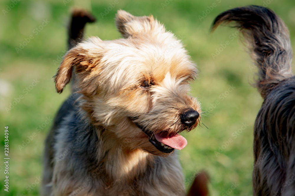 A yorshire dog living in an animal shelter in belgium