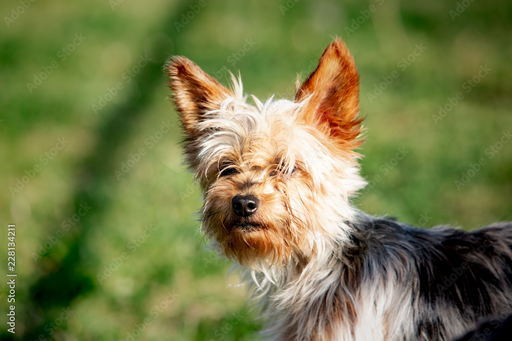 A yorshire dog living in an animal shelter in belgium A yorshire dog living in an animal shelter in belgium