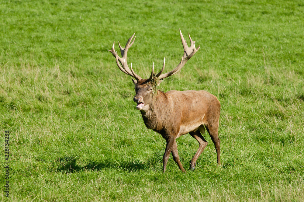 Belgique Wallonie Han sur Lesse reserve animaux cerf Belgique Wallonie Han sur Lesse reserve animaux cerf