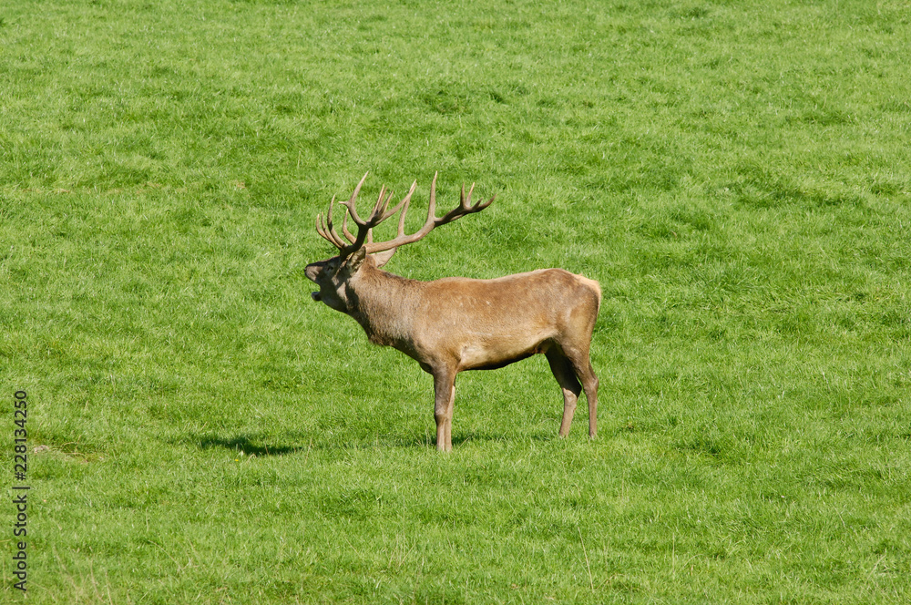 Belgique Wallonie Han sur Lesse reserve animaux cerf Belgique Wallonie Han sur Lesse reserve animaux cerf