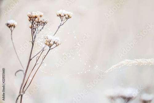 Delicate flower in cobwebs covered with white frost. Grass in the meadow covered with hoarfrost. The first autumn frosts. Soft selective focus. 
