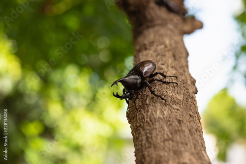 Beautiful horn beetle