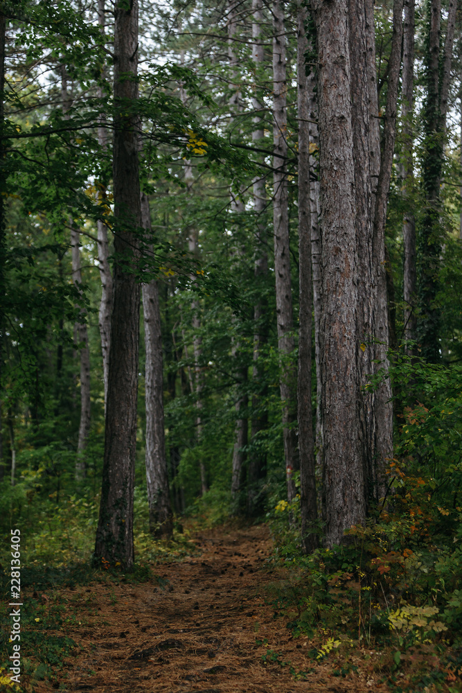 Detail of beautiful trees. Autumn in the forest Detail of beautiful trees. Autumn in the forest