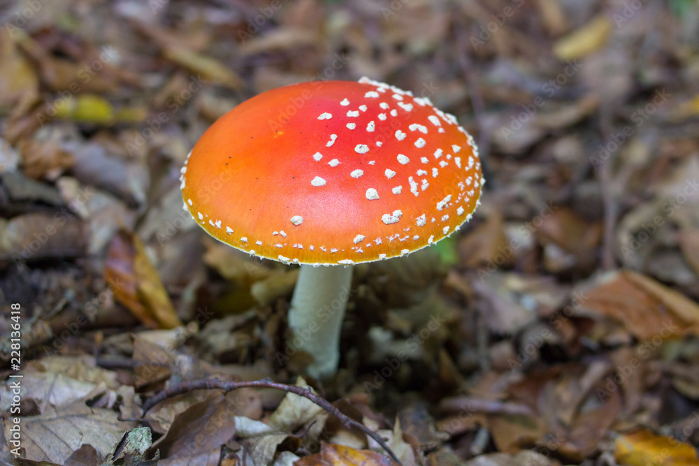 poisonous mushroom fly red,Amanita muscaria,grows in the woods poisonous mushroom fly red poisonous mushroom fly red,Amanita muscaria,grows in the woods poisonous mushroom fly red