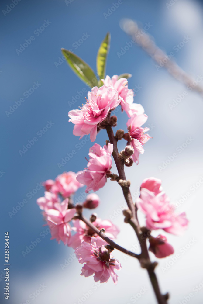 The wild himalayan cherry blossom in chiang mai Thailand