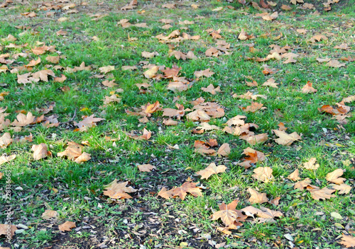 Fallen leaves on the grass in the city park in fall