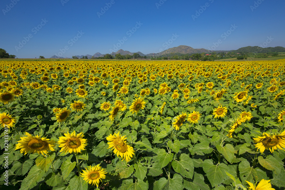 Beautiful sunflowers in Thailand. Beautiful sunflowers in Thailand.