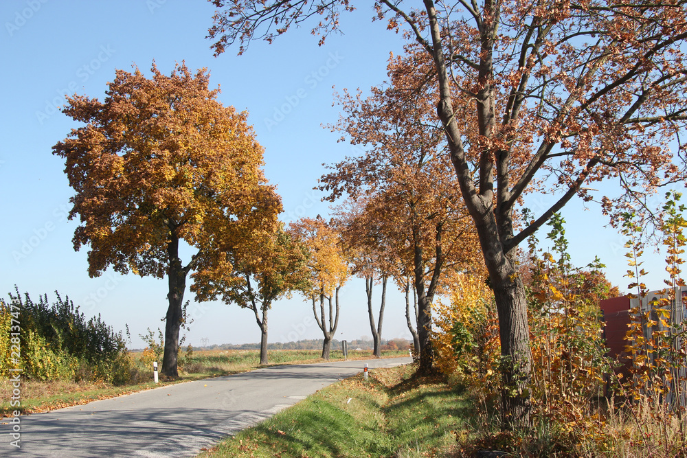 road with autumn trees