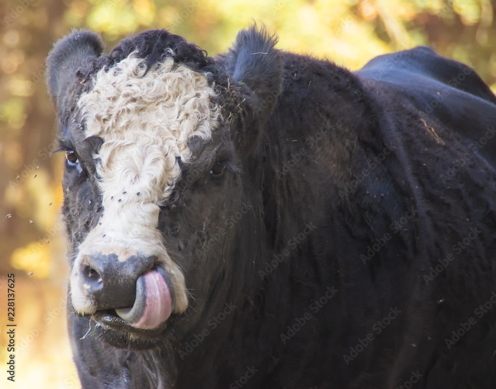 Fototapeta premium portrait of cow