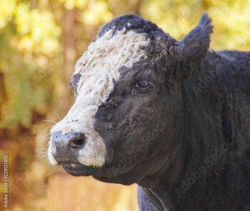 portrait of cow from profile