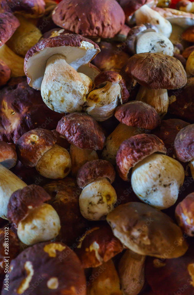 Mushroom Boletus over Wooden Background. Autumn Cep Mushrooms. Cooking delicious organic mushroom. Gourmet food Mushroom Boletus over Wooden Background. Autumn Cep Mushrooms. Cooking delicious organic mushroom. Gourmet food