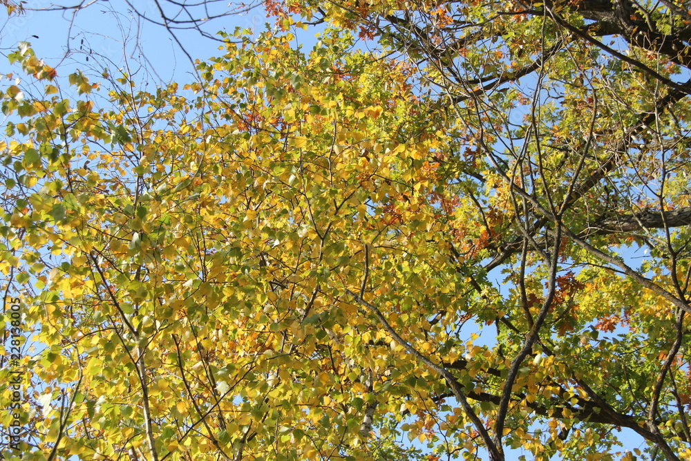 autumn leaves on tree autumn leaves on tree