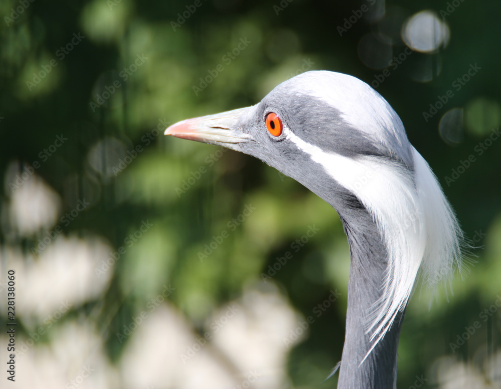 beautiful demoiselle crane