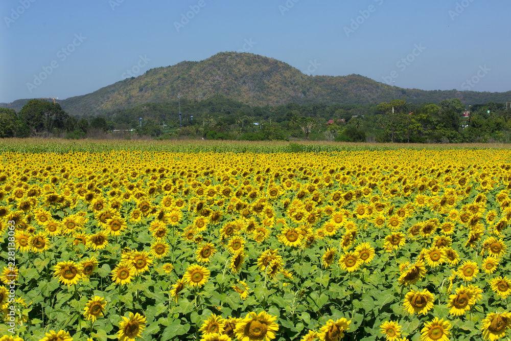 Beautiful sunflowers in Thailand.