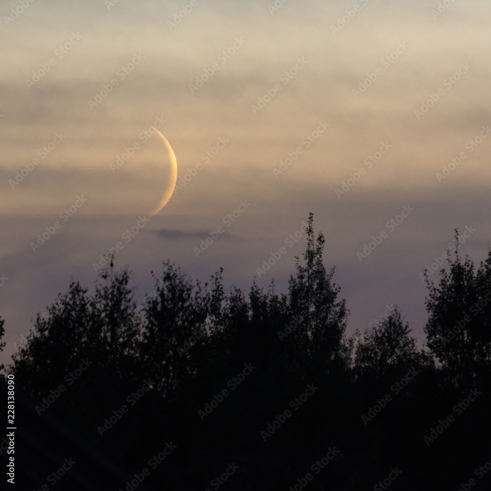 Fototapeta premium Moonlit month goes over the forest