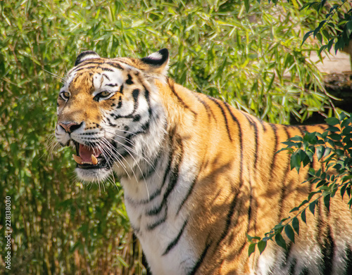 portrait of ussurian tiger