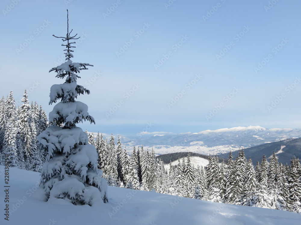 Obraz premium mountain winter landscape with trees and snow