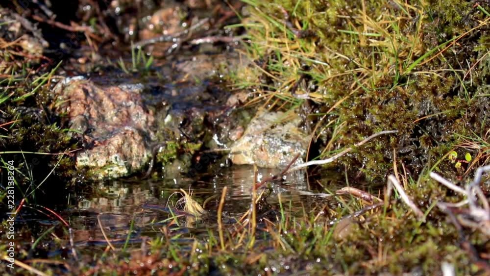 small mountain stream after rain fall on a heather slope in the cairngorms NP during autumn. small mountain stream after rain fall on a heather slope in the cairngorms NP during autumn.