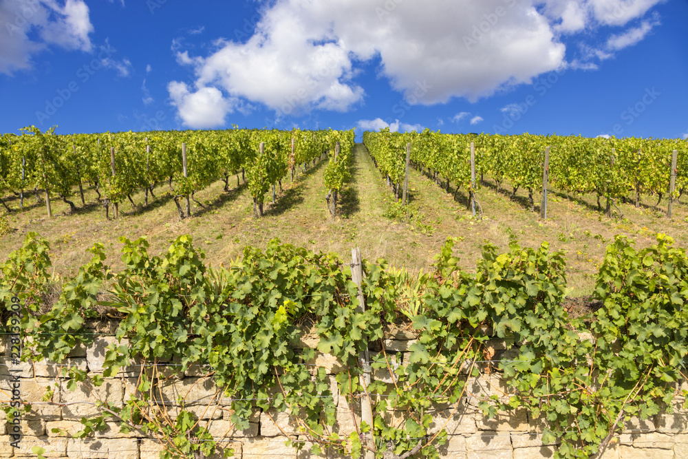 Vineyard in Franconia, Germany