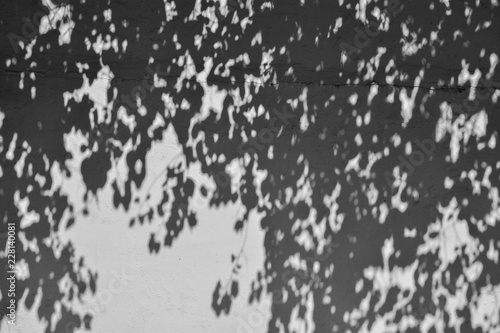 Wallpaper Mural shadow of branches and leaves on white cement wall Torontodigital.ca