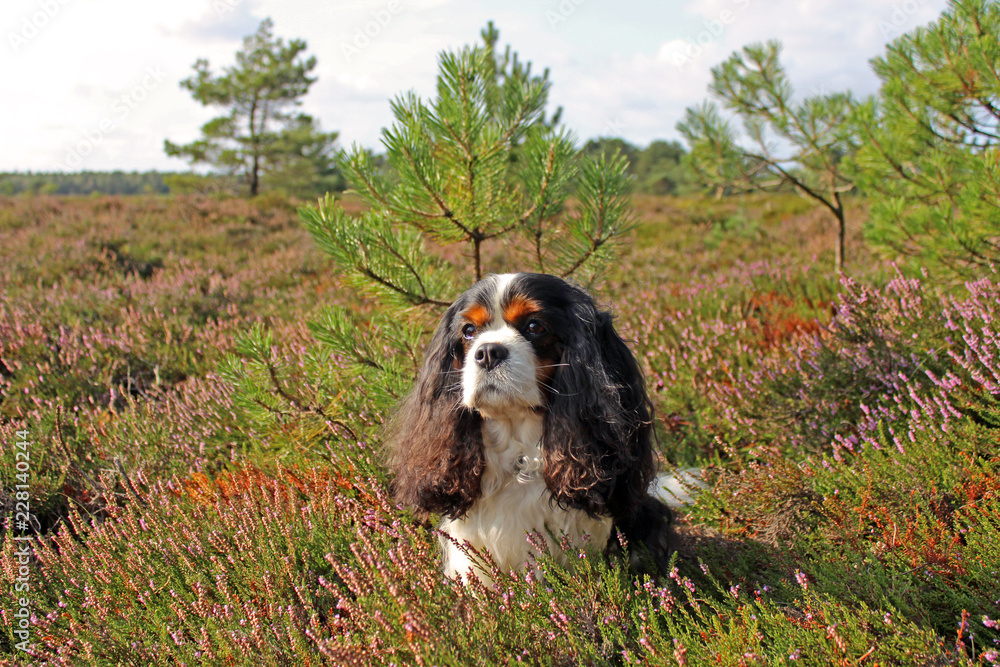 cavalier king charles spaniel, tricolour, portrait, kopf, Heide, lila 5 cavalier king charles spaniel, tricolour, portrait, kopf, Heide, lila 5