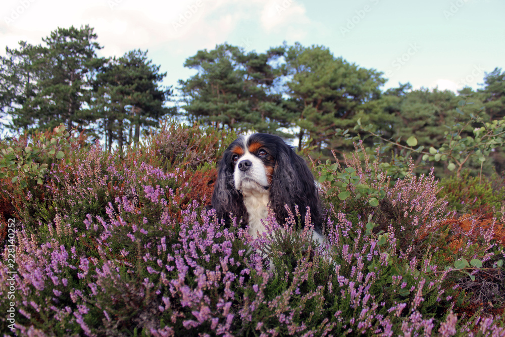 cavalier king charles spaniel, tricolour, portrait, kopf, Heide, lila 6 cavalier king charles spaniel, tricolour, portrait, kopf, Heide, lila 6