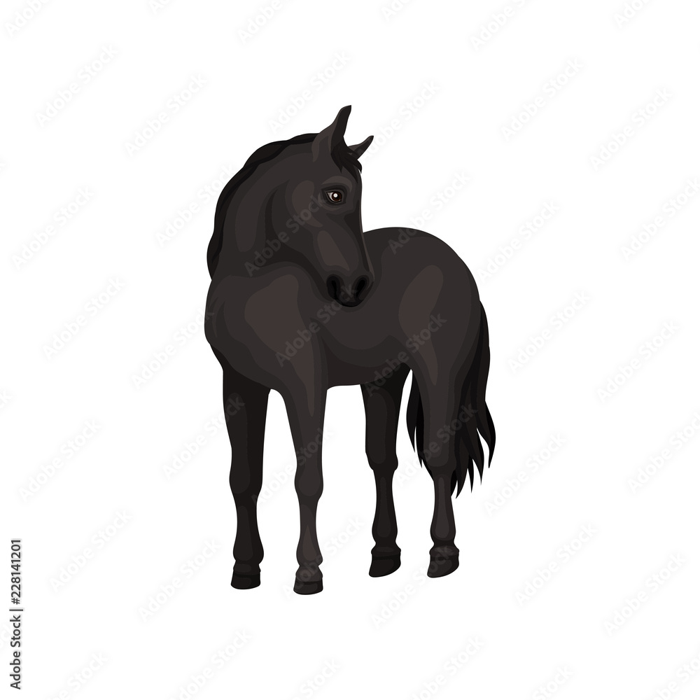 Beautiful black horse standing isolated on white background. Animal with hooves, flowing mane and long tail. Flat vector design