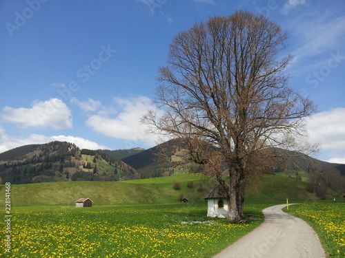 Unterammergau, Bayern, Oberbayern, Baum, Sonnenblumen Wiese photo