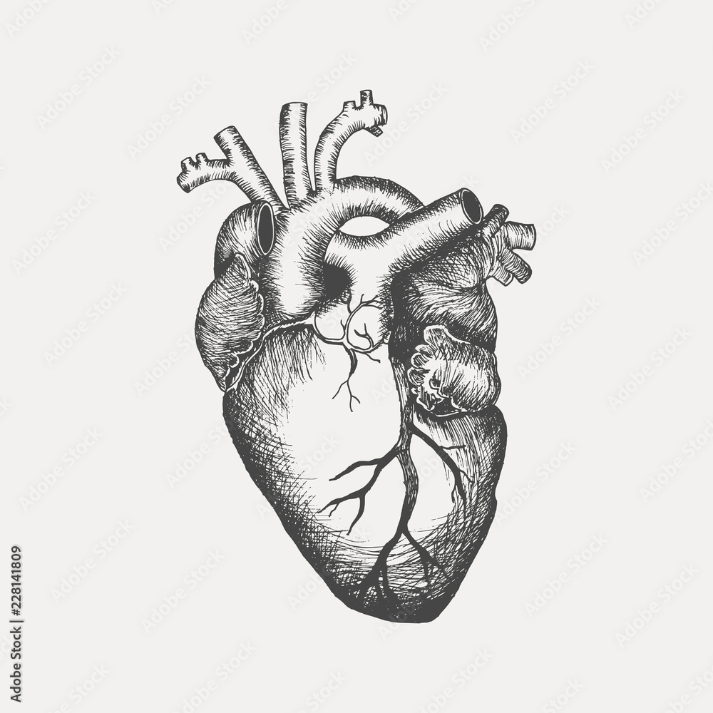 Human Heart Drawing by Granger - Pixels-saigonsouth.com.vn
