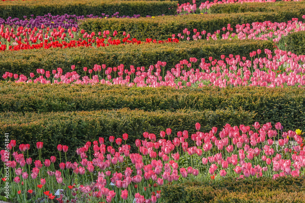 Tulpenwiese mit roten und pinken Tulpen