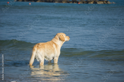 Labrador retriever amateur lifeguard
