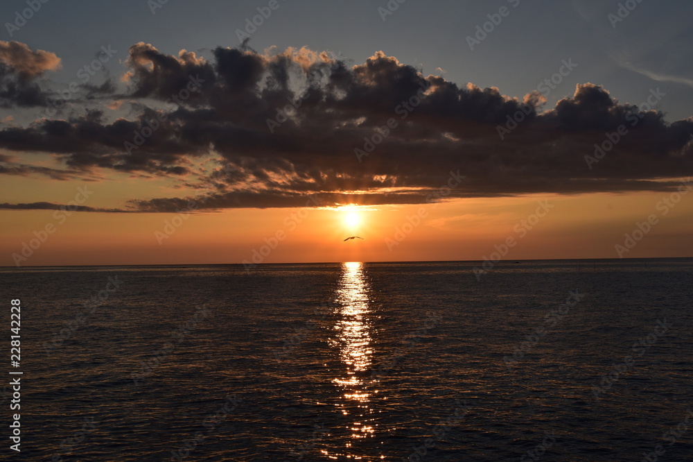 Fototapeta premium カモメと海