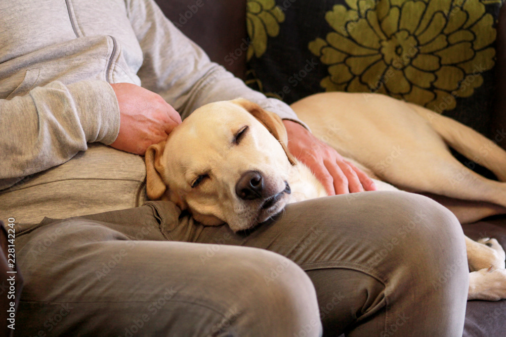 Dog is resting for man owner petting his pet, closeup. Yellow labrador retriever dog feel happy while his owner pampering. Pet owner with dog at home, laying and sleeping on legs. Cute doggy and pet. Dog is resting for man owner petting his pet, closeup. Yellow labrador retriever dog feel happy while his owner pampering. Pet owner with dog at home, laying and sleeping on legs. Cute doggy and pet.