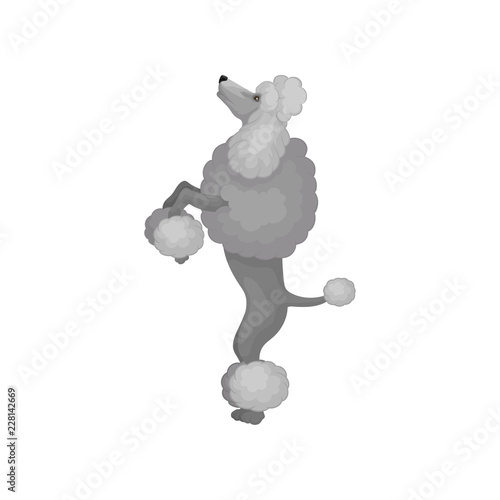 Lovely poodle standing on hind legs. Domestic animal. Dog with gray fluffy coat. Home pet. Flat vector icon