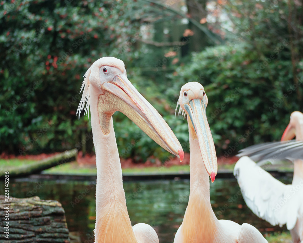 Group of pelicans on the edge of a puddle in the Zoo Group of pelicans on the edge of a puddle in the Zoo