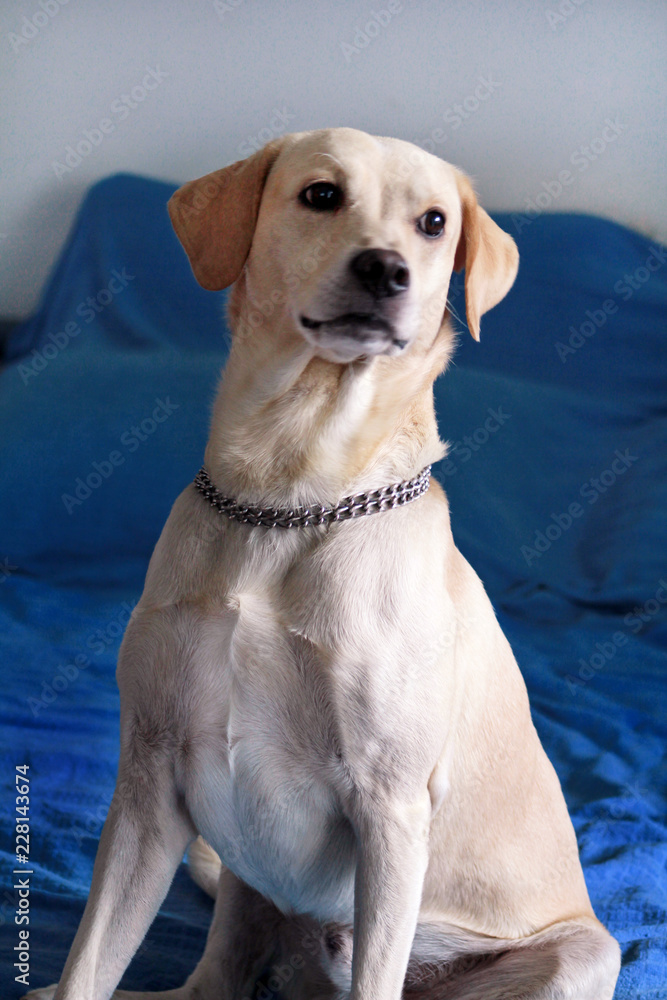 Dog is resting at home. Photo of yellow labrador retriever dog posing and sitting on bed for photo shoot. Portrait of cute labrador, enjoying and resting on a blue bed, poses in front of the camera.