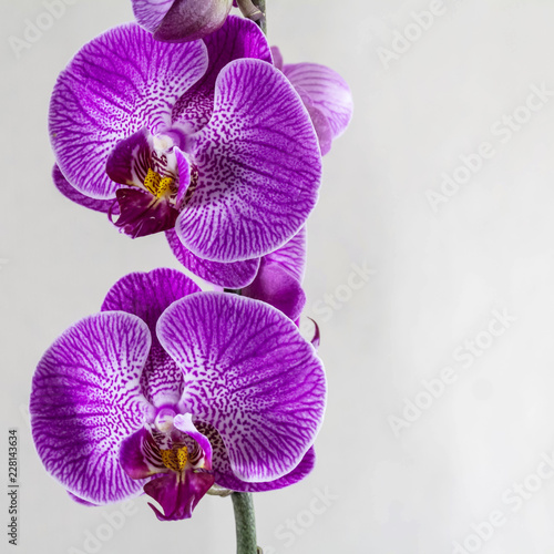 Beautiful purple Phalaenopsis orchid flowers on gray background. Space for a text. Square template for your design.
