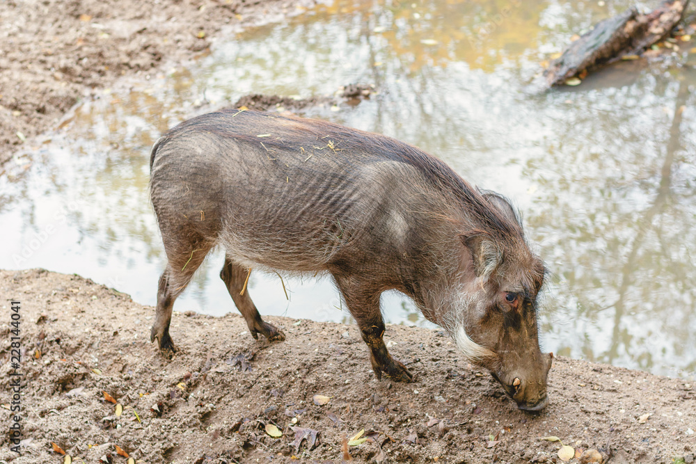 Common warthog drinking from a puddle in the zoo Common warthog drinking from a puddle in the zoo