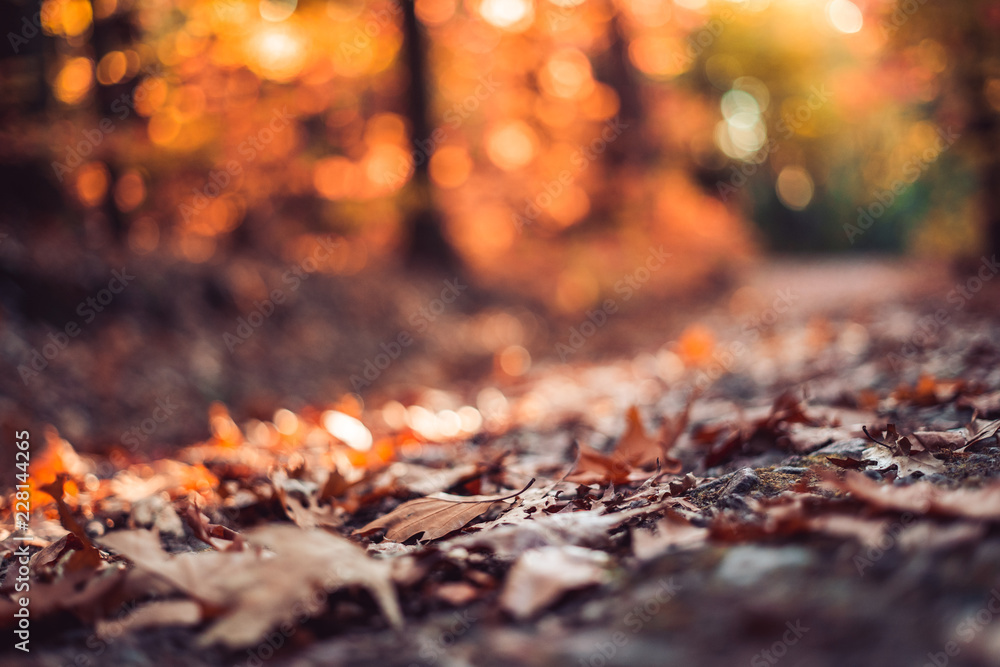 Herbstwald Herbstwald