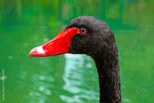 a black swan head close up portrait © kravtzov